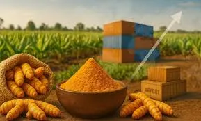 High Curcumin Turmeric